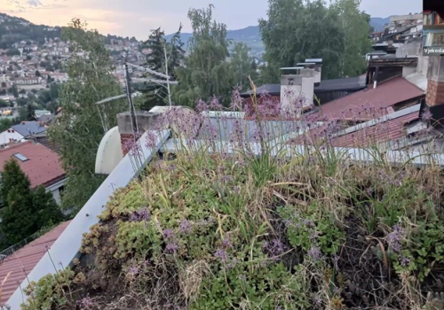 Practical Green Action Inspires URI Europe’s Latest Healing the Earth Webinar